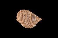 藏品(織紋螺)的圖片